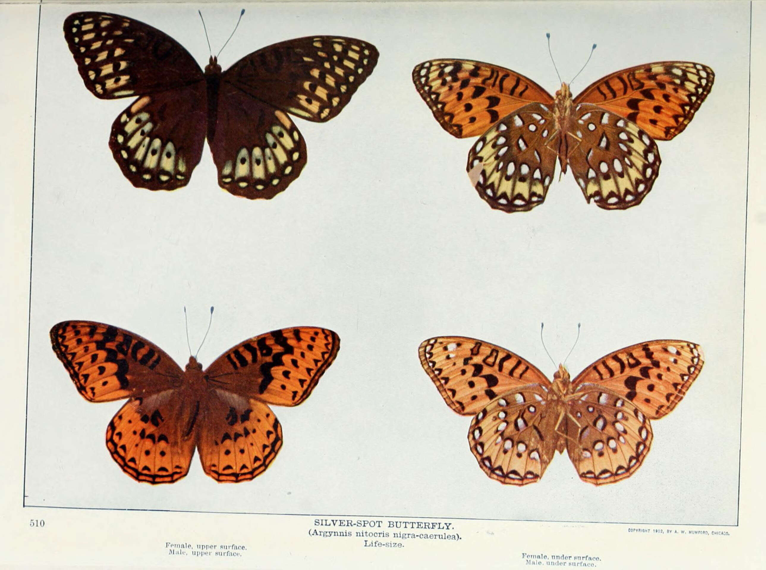 Plancia ëd Speyeria nokomis Edwards 1862