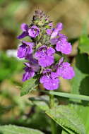 Слика од Stachys palustris L.