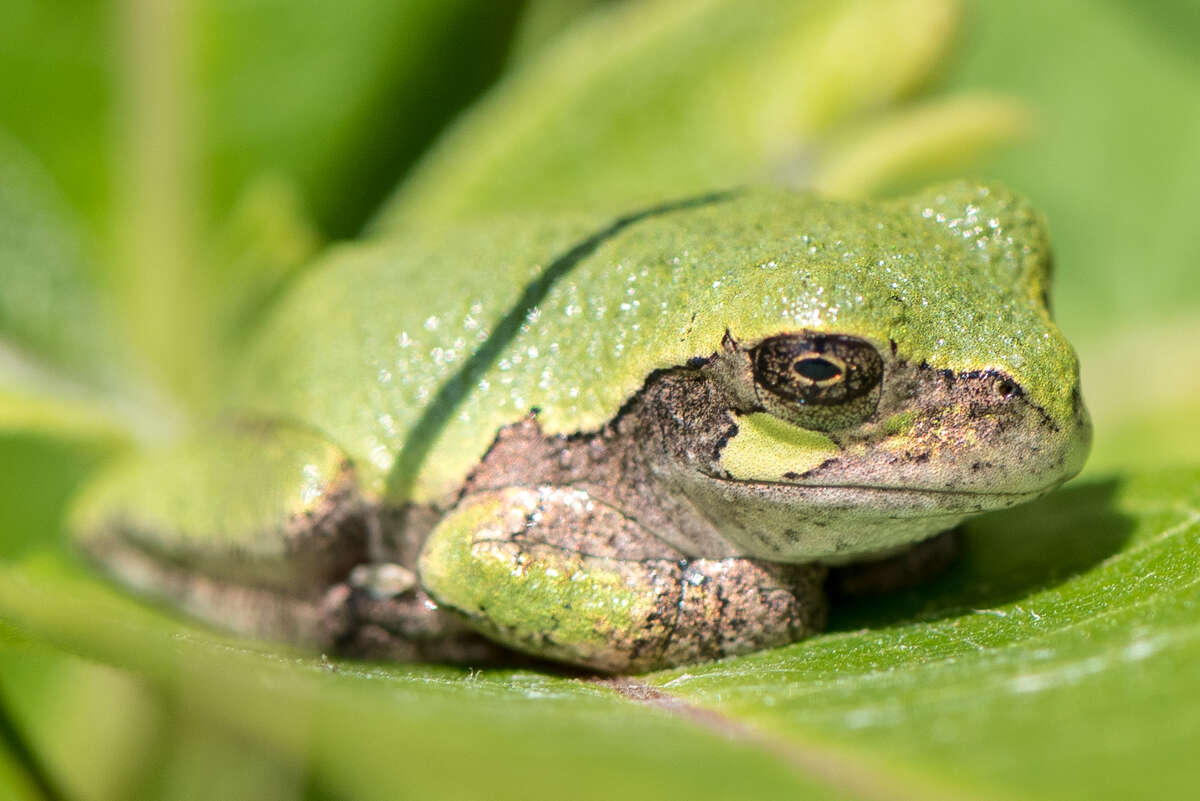 Image of Gray Treefrog