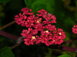 Image of Cissus biformifolia Standl.