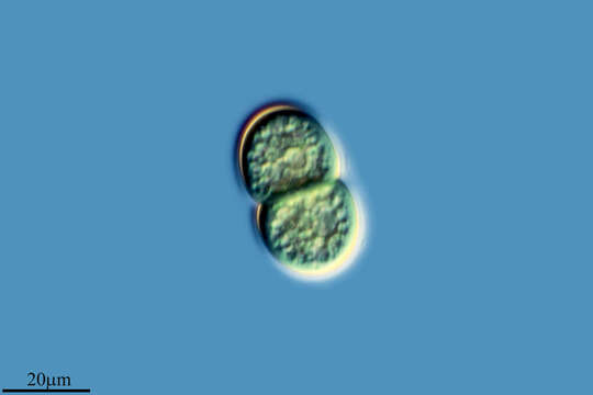 Image of Cyanothecaceae