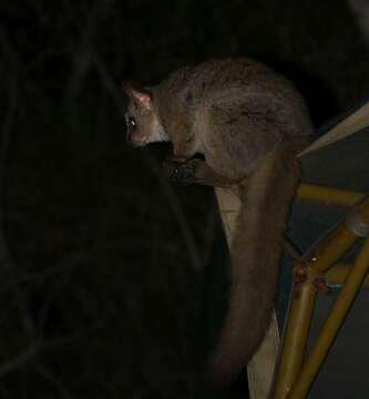 Image of Brown Greater Galago