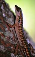 Image of common skink