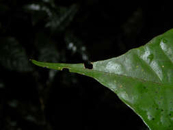 صورة Palicourea acuminata (Benth.) Borhidi