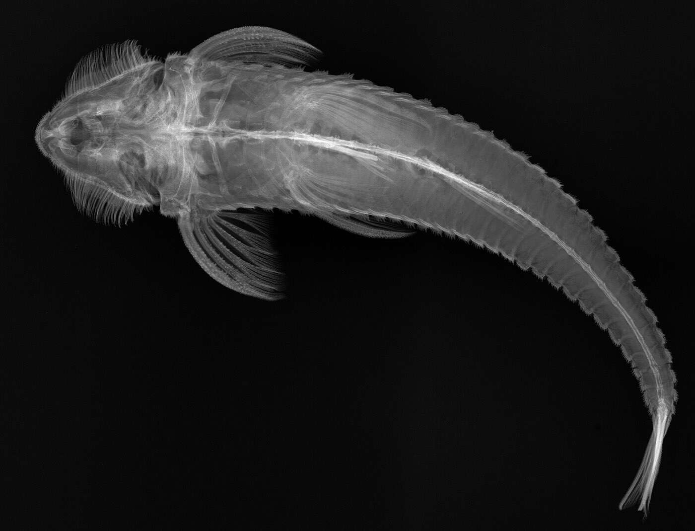 Image of loricariid catfish