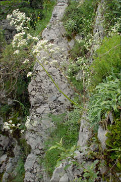 Imagem de Saxifraga hostii subsp. hostii