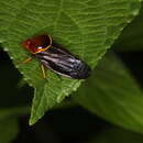 Image of Suracarta tricolor (Le Peletier de Saint-Fargeau & Serville 1825)