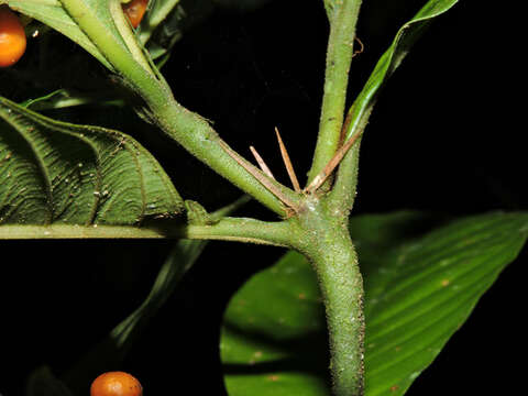 Imagem de Palicourea racemosa (Aubl.) Borhidi