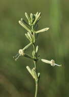 Image of Silene multiflora (Ehrh.) Pers.