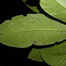 صورة Ficus romeroi Dugand