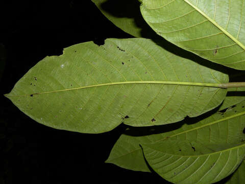 Ficus romeroi Dugand的圖片