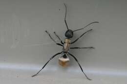 Image de Polyrhachis