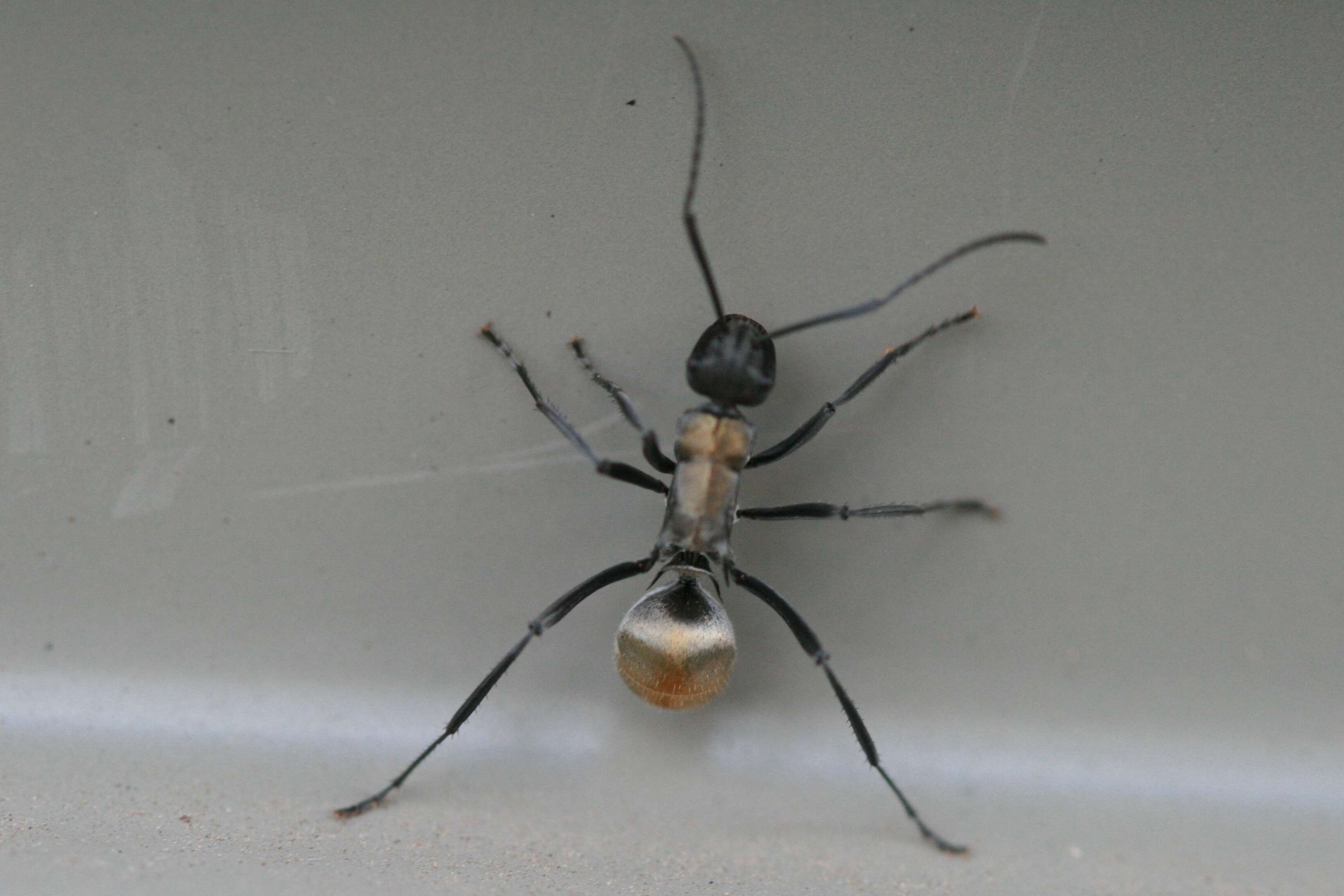 Image of Polyrhachis