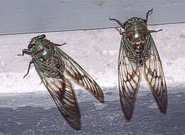 Image of Cicadidae