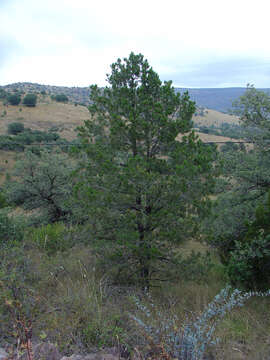 Pinus cembroides Zucc. resmi