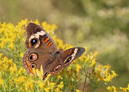 Image of Common buckeye