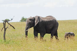 Image of African bush elephant