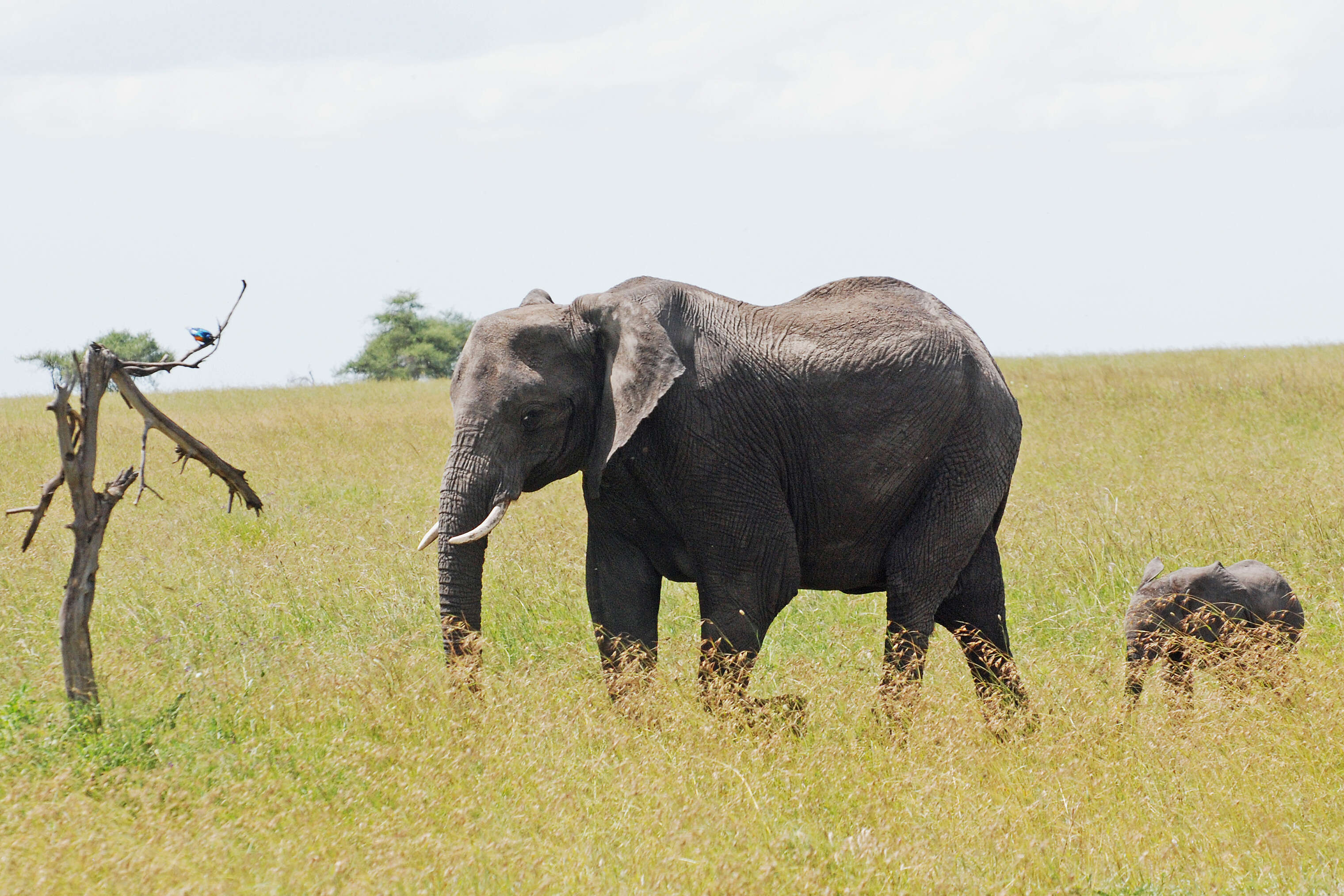 Image of African bush elephant