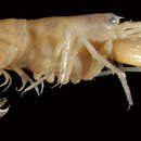 Image of green snapping shrimp