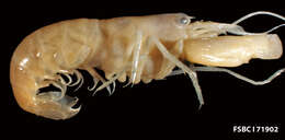 Image of green snapping shrimp