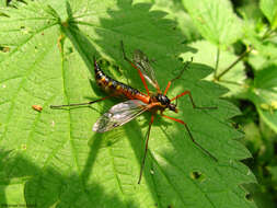 صورة Ctenophora (Ctenophora) pectinicornis (Linnaeus 1758)