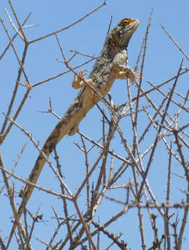 Image of Scortecci's Agama