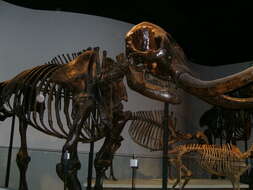 Image of mastodons