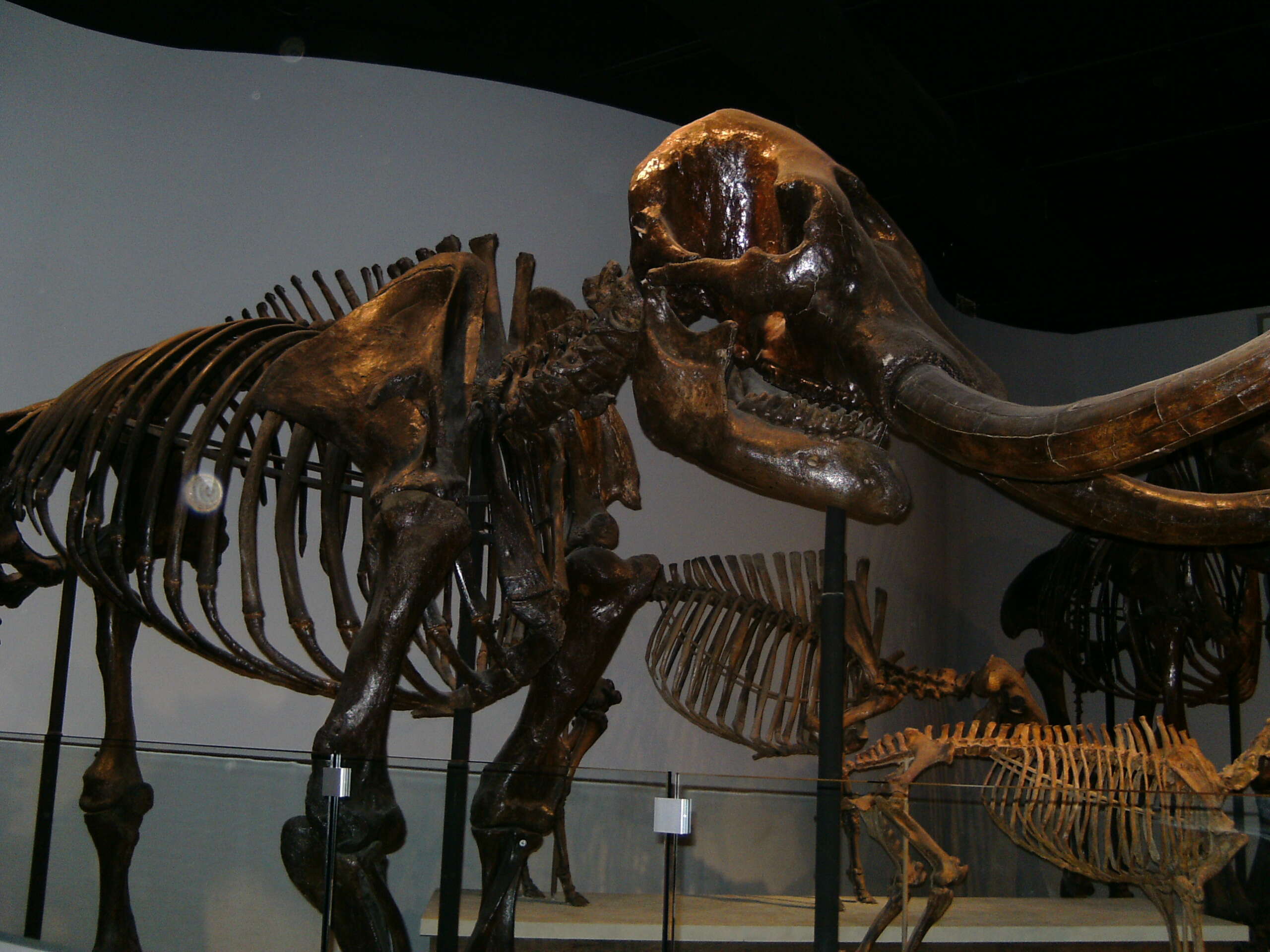 Image of mastodons