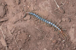 Scolopendra Linnaeus 1758 resmi