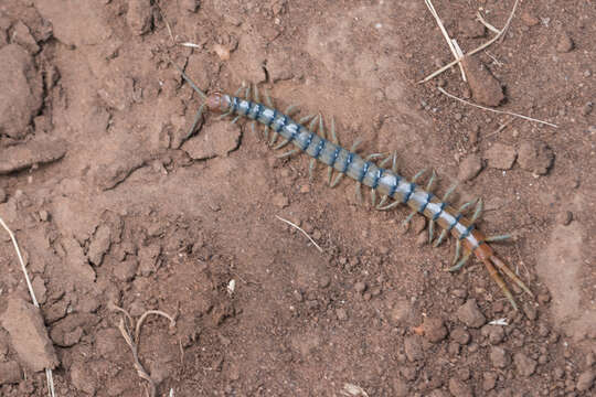 Image de Scolopendra polymorpha Wood 1861