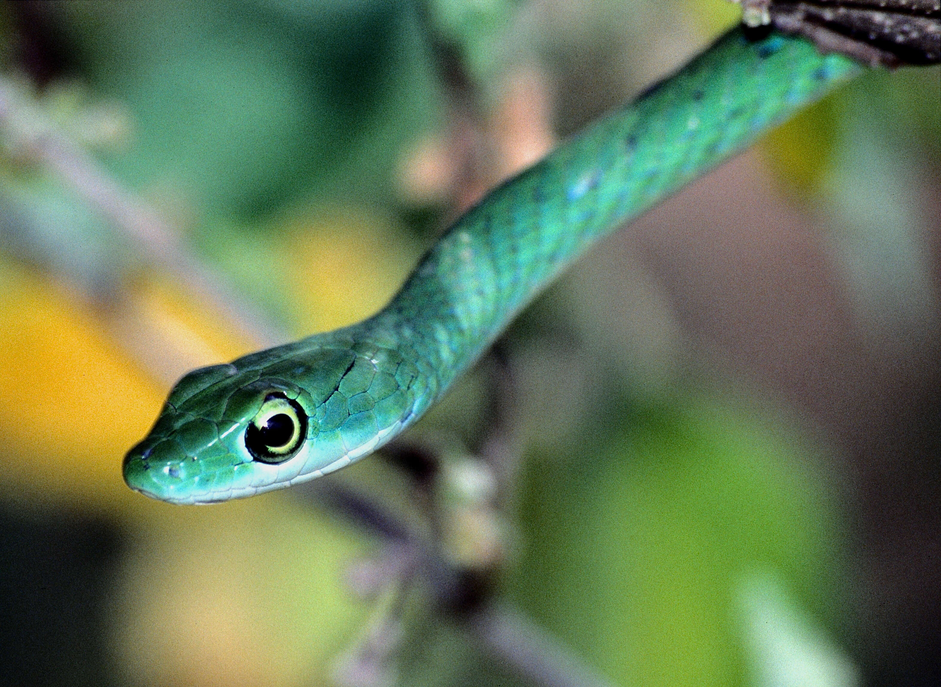 Image of Philothamnus semivariegatus (A. Smith 1840)