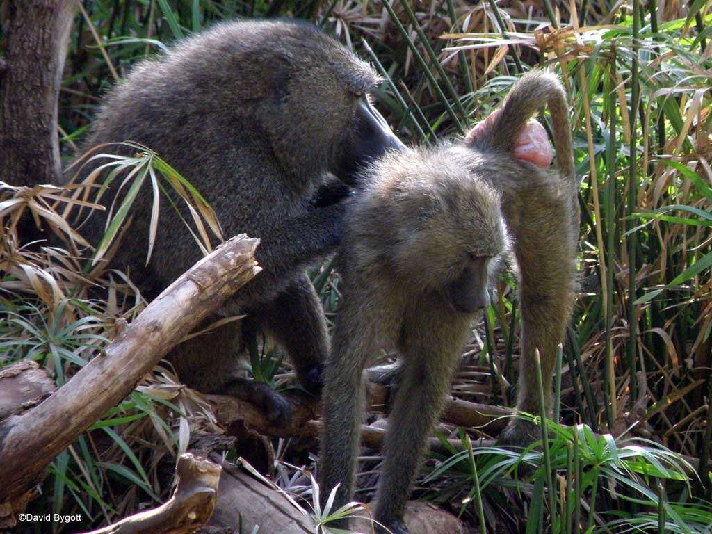 Image of Baboon