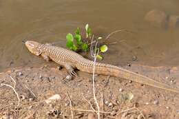 Image of Paraguay Caiman Lizard