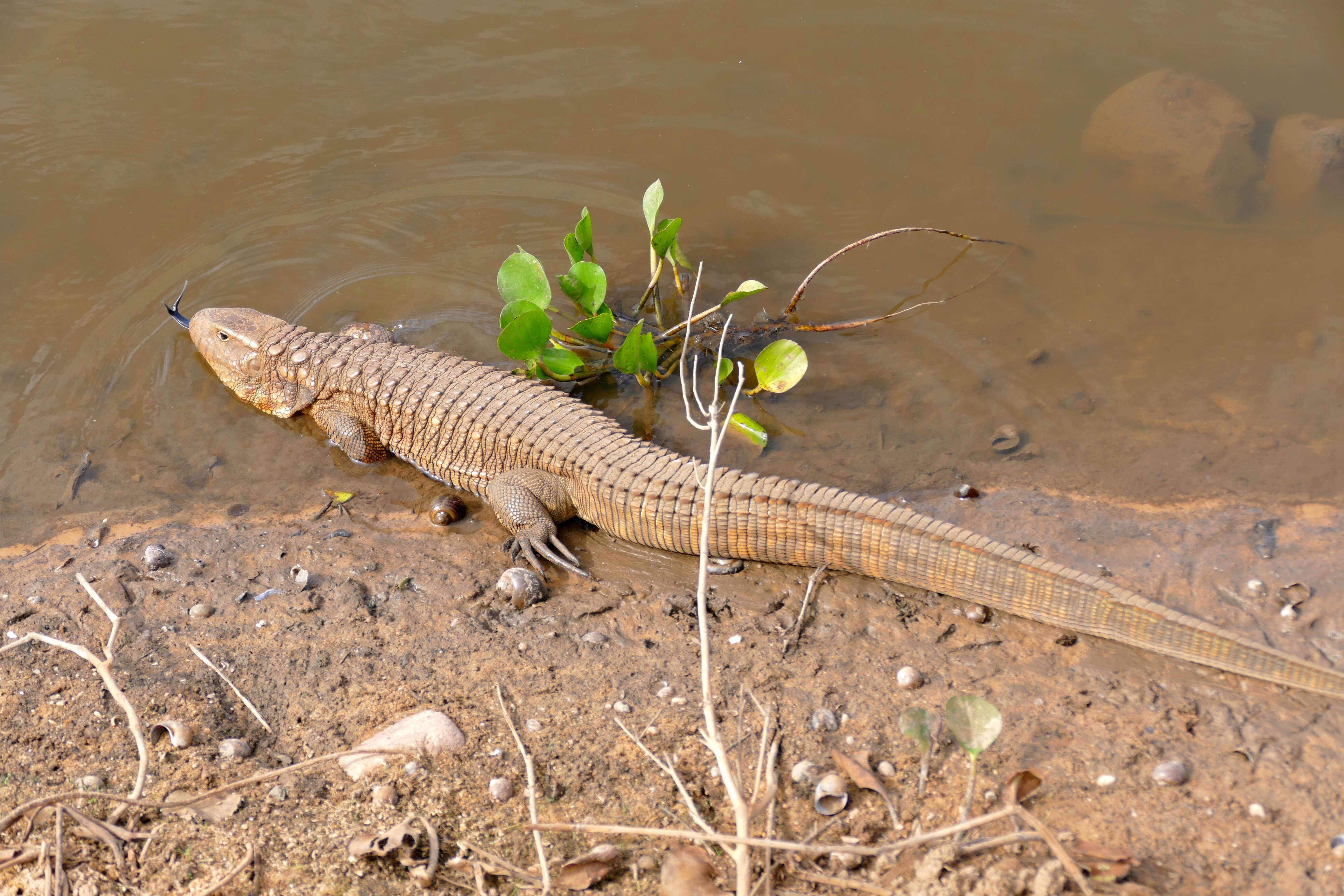 Image of Paraguay Caiman Lizard