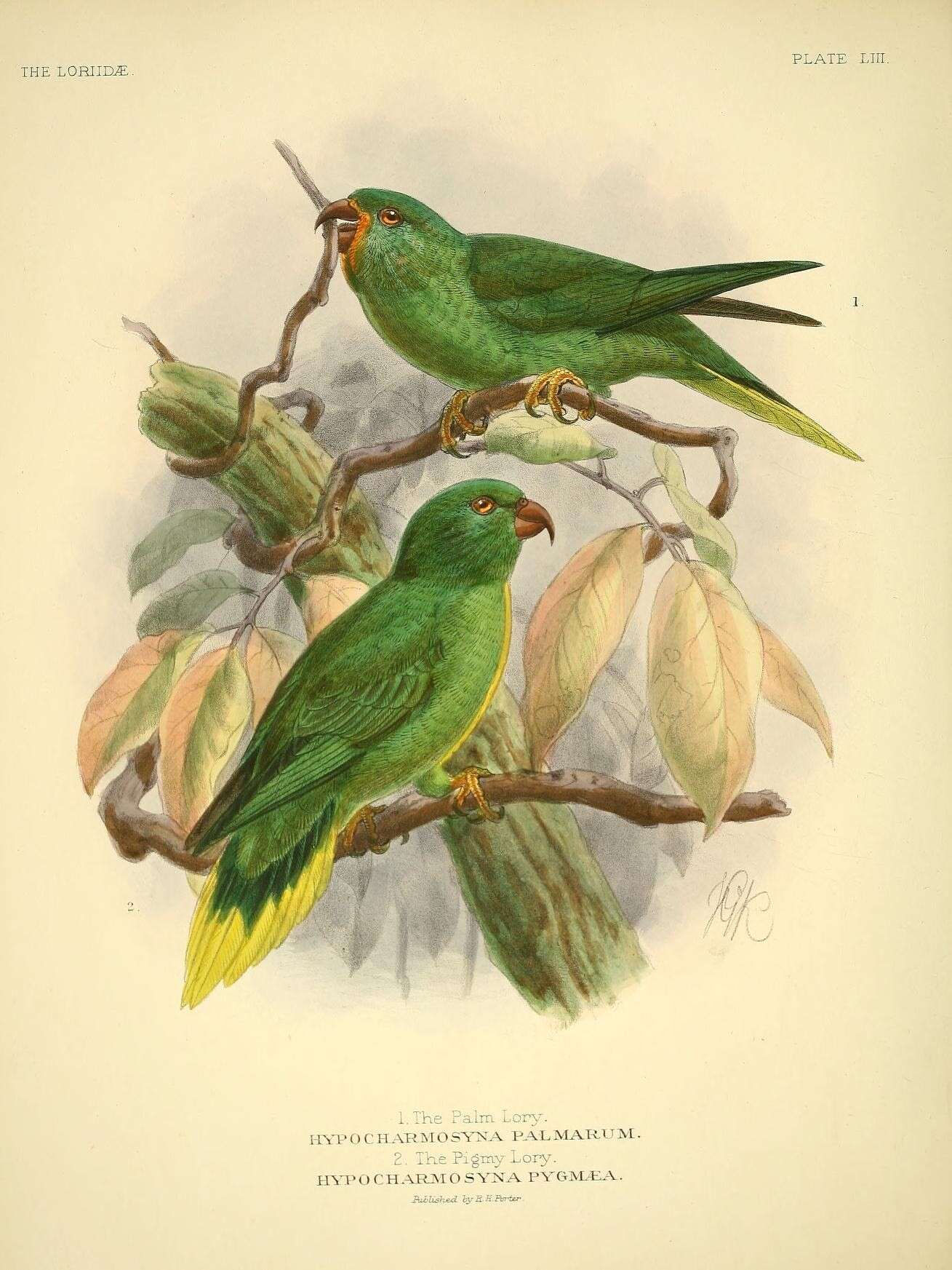 Image of Charmosyna Wagler 1832