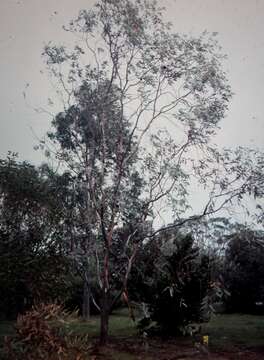 Image of lemon-flower gum