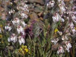 Imagem de Pedicularis attollens A. Gray