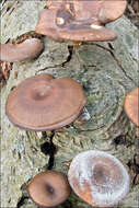 Image of Lentinus brumalis (Pers.) Zmitr. 2010