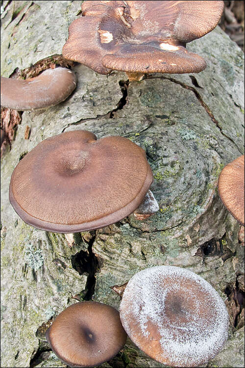 Image of Lentinus brumalis (Pers.) Zmitr. 2010