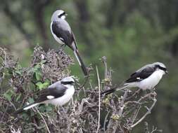 Image of Grey-backed Fiscal