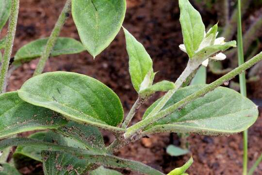 Image de Pfaffia sericantha (Mart.) T. M. Pedersen