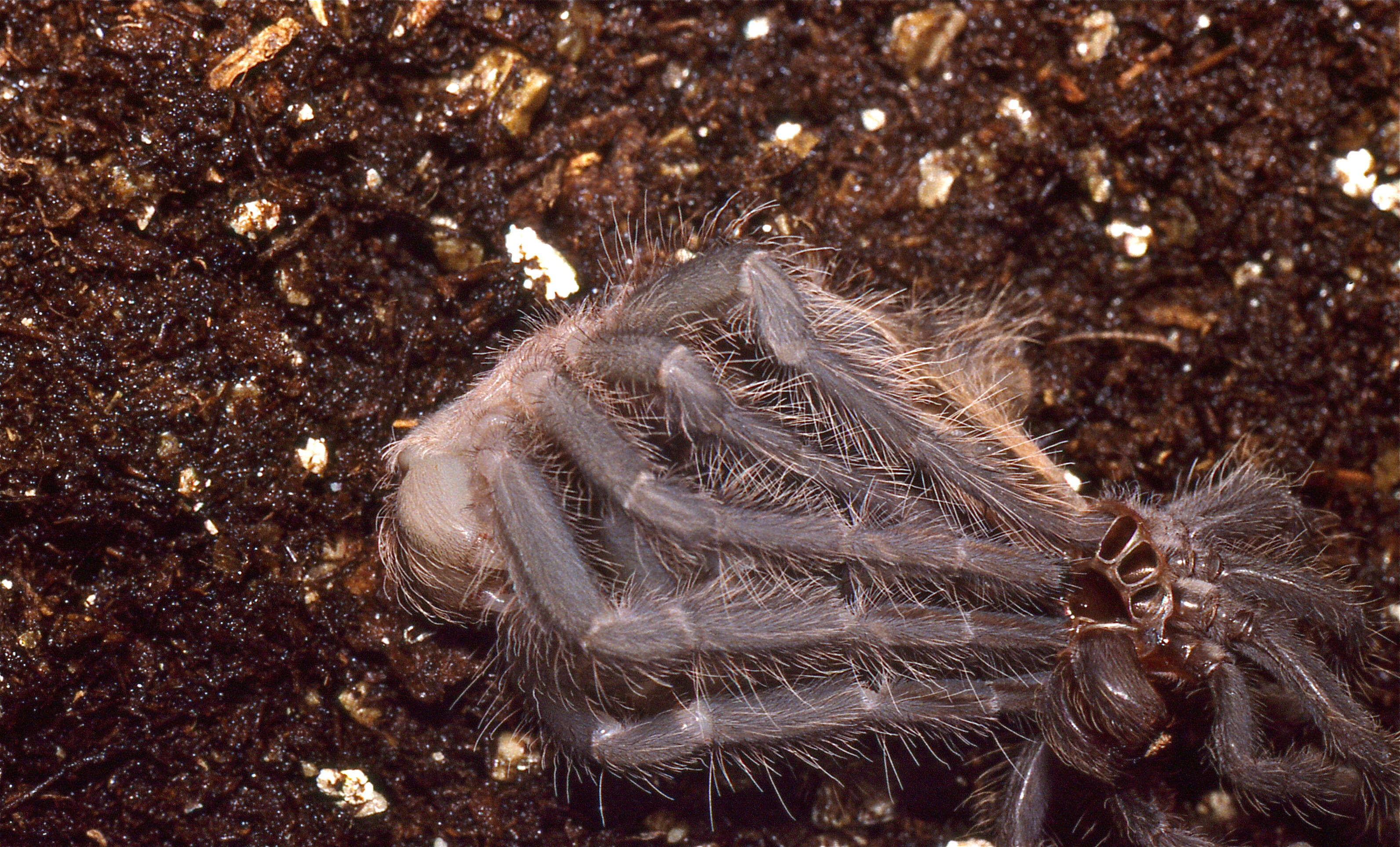 Image of Brazilian salmon pink tarantula