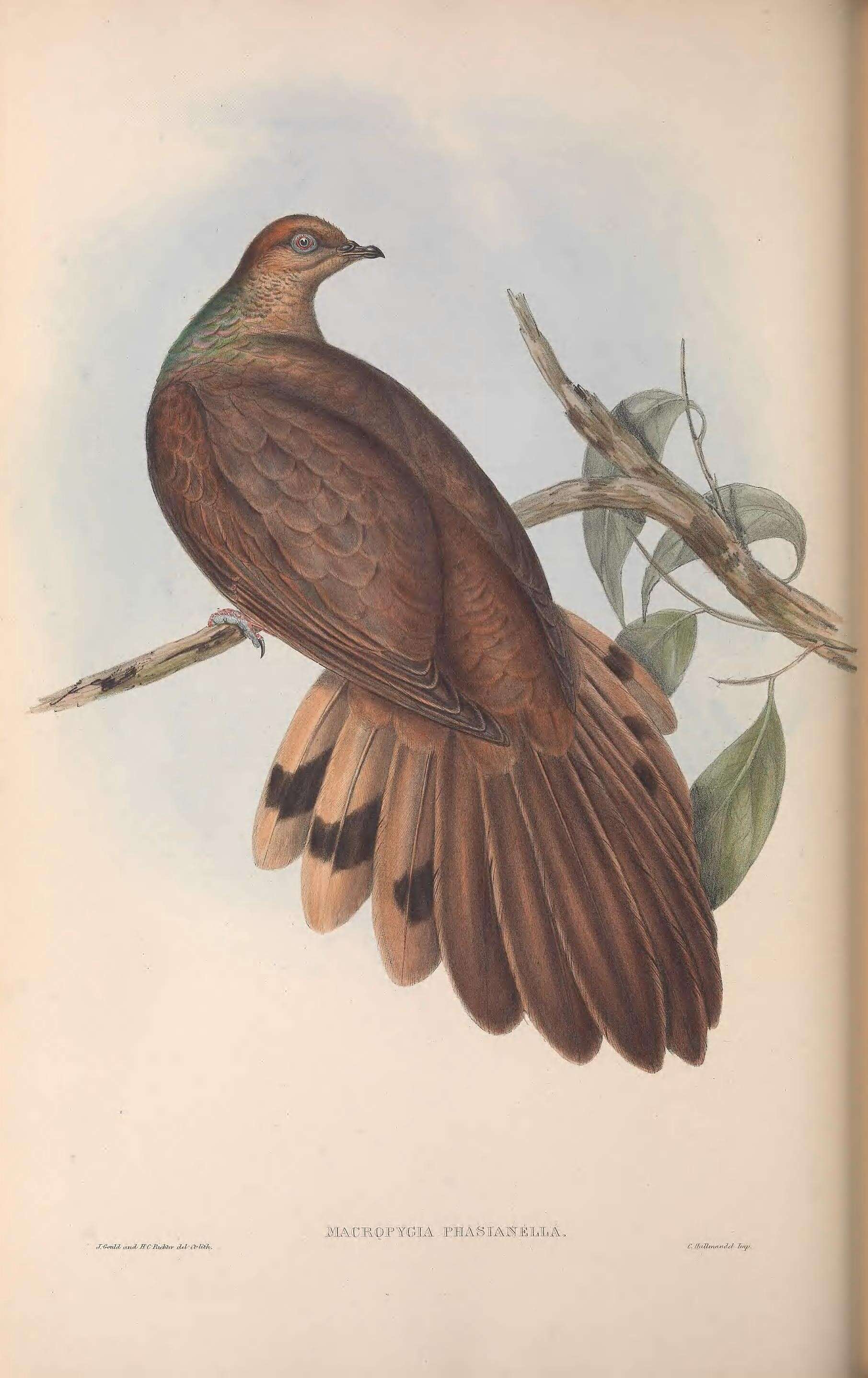 Image of Macropygia Swainson 1837