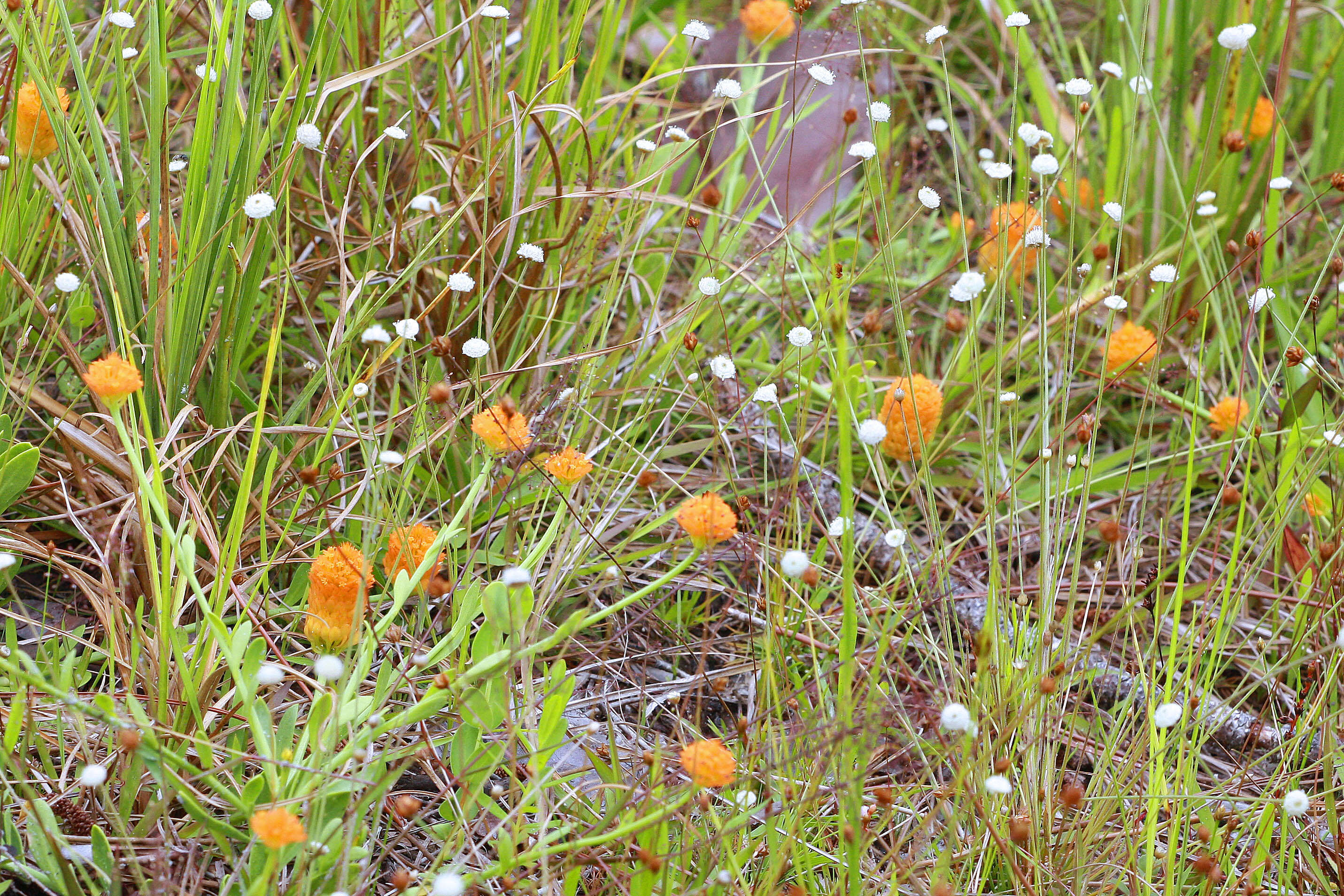 Sivun Polygala lutea L. kuva