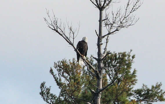 Image of Sea eagles