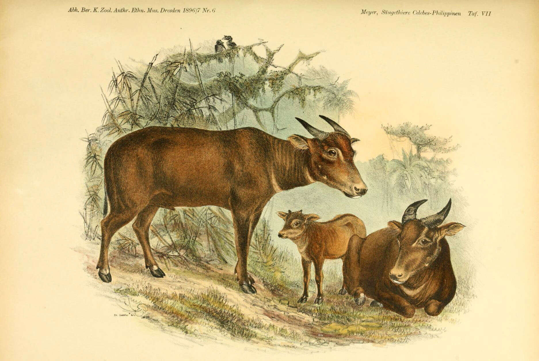 Image of Bubalus C. H. Smith 1827