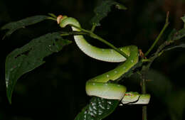 Image of Bornean Keeled Green Pit Viper