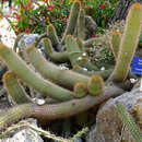 Image of Echinopsis caulescens (F. Ritter) M. Lowry