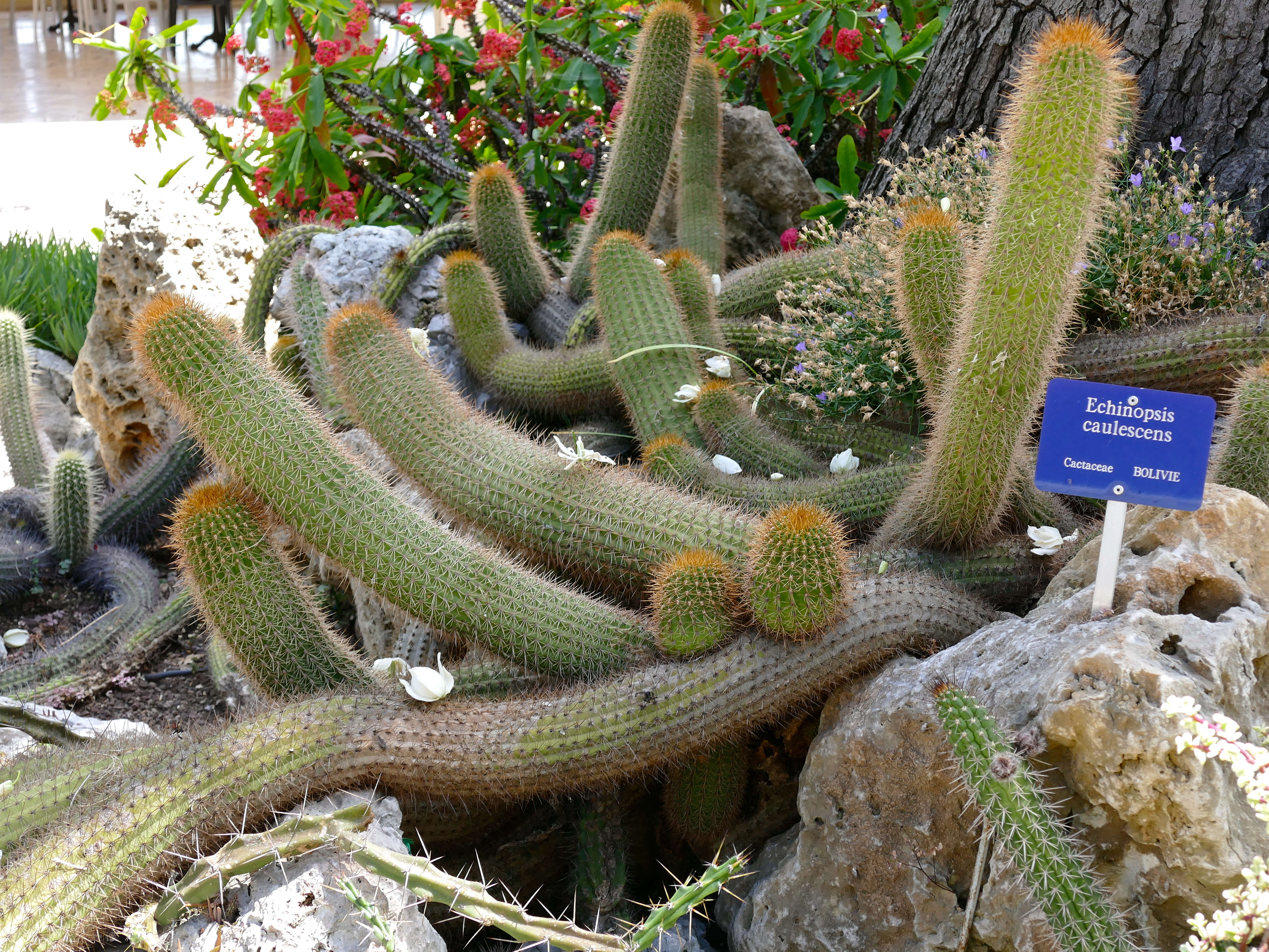 Image de Echinopsis caulescens (F. Ritter) M. Lowry