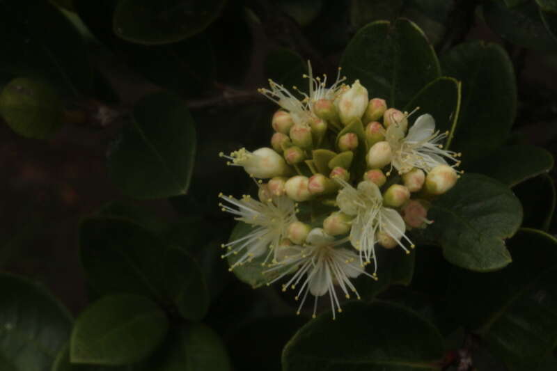 Myrcianthes leucoxyla (Ortega) Mc Vaugh resmi